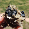 Black Tourmaline w/Feldspar & Muscovite 45g